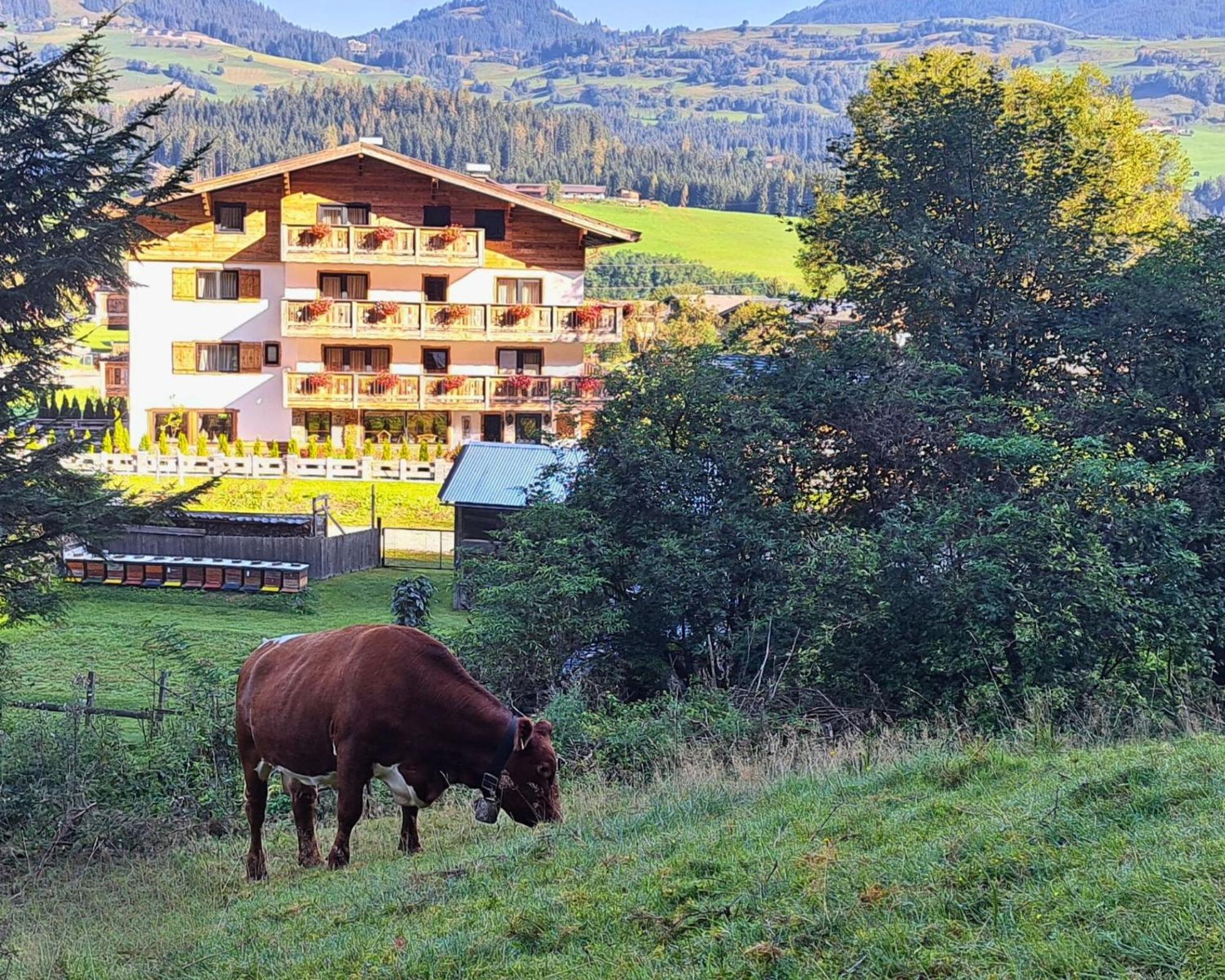 Gasthof Kitzbühel Alpen *
